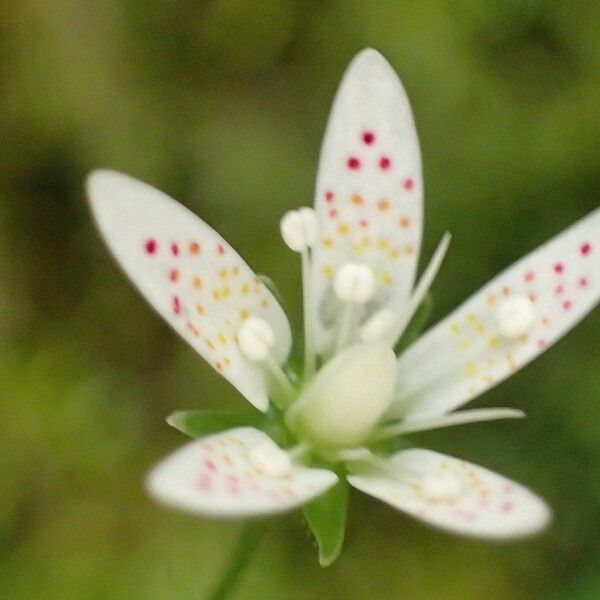 Saxifraga rotundifolia Flower
