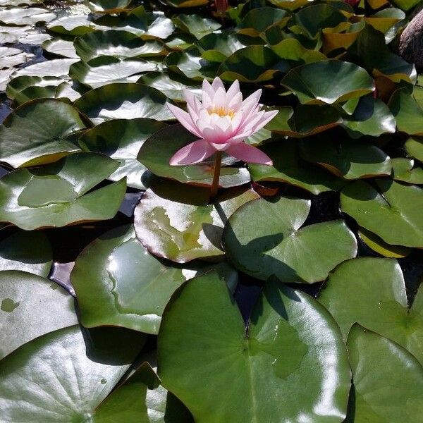 Nymphaea candida Flors