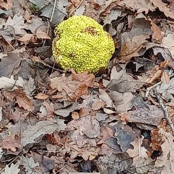 Maclura pomifera Fruit