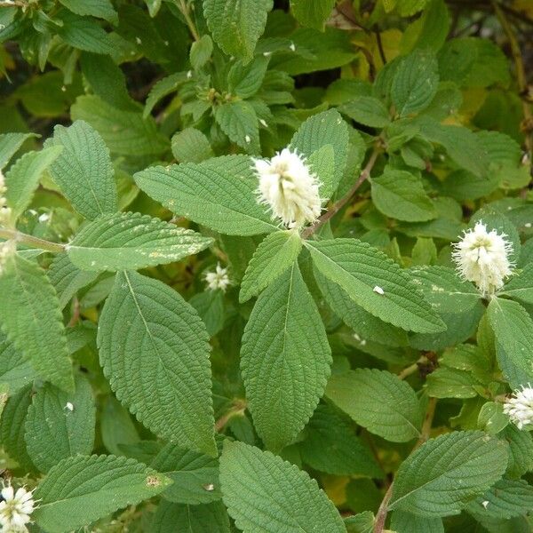 Elsholtzia fruticosa Blatt