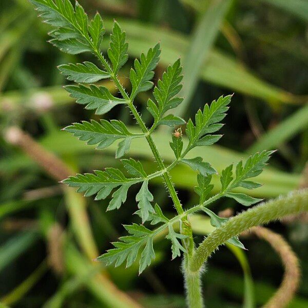 Visnaga daucoides 葉