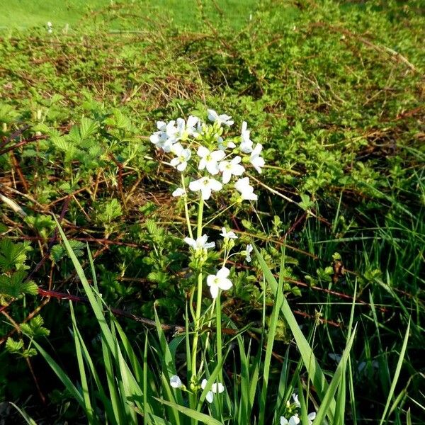 Cardamine amara 其他