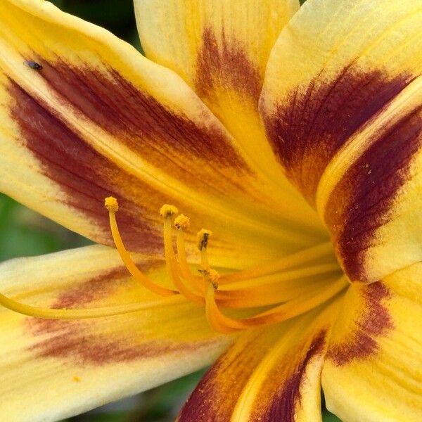 Hemerocallis fulva Flor