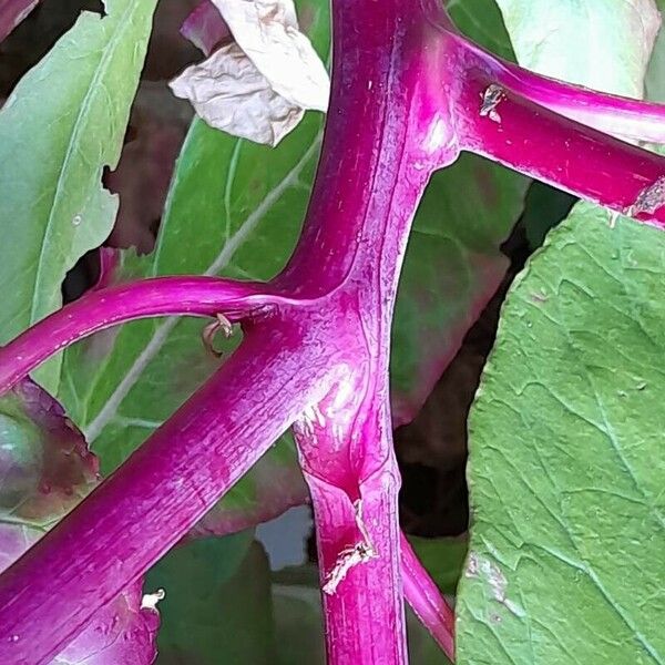 Phytolacca americana چھال