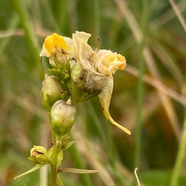 Linaria vulgaris Blodyn