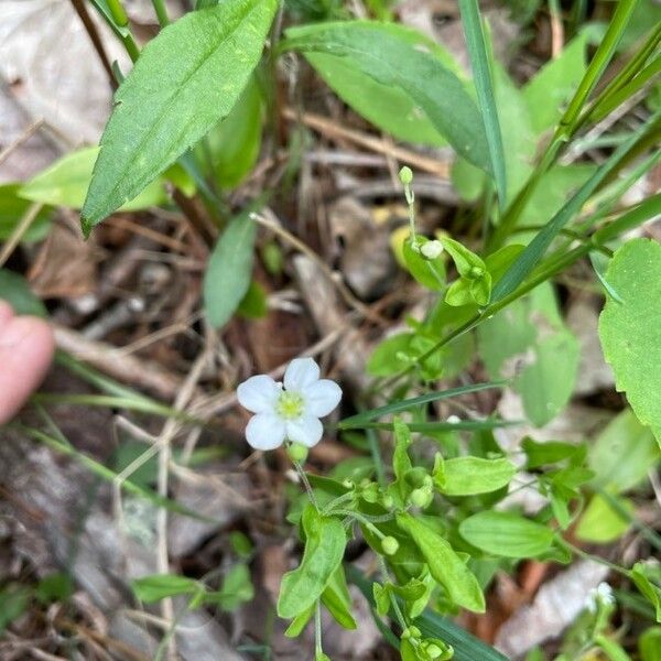 Moehringia lateriflora Çiçek