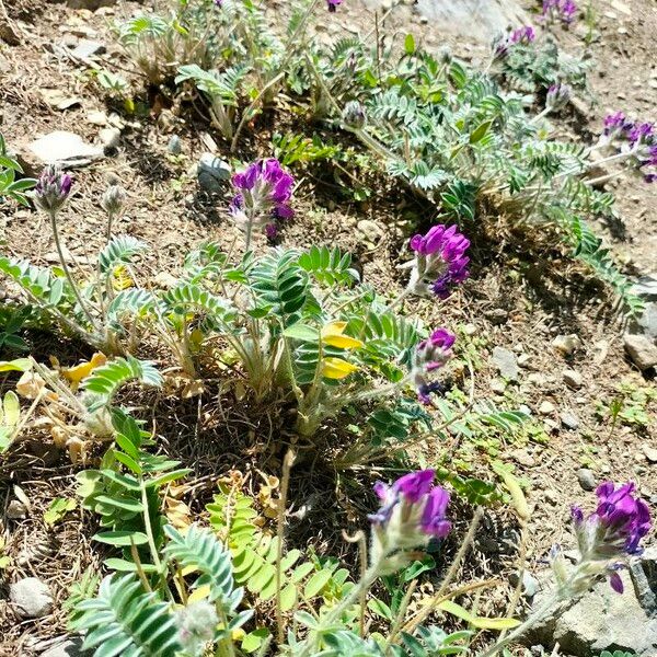 Oxytropis strobilacea Flower