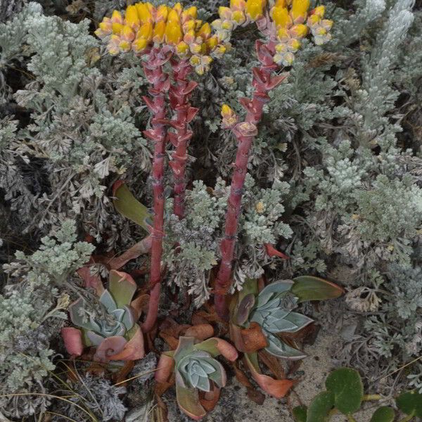 Dudleya farinosa Φύλλο