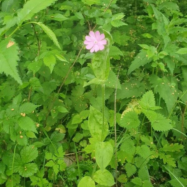 Silene dioica Характер