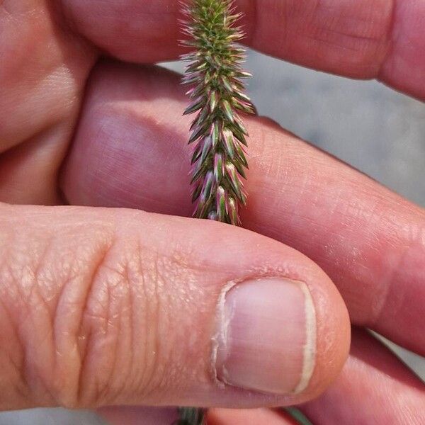 Achyranthes aspera Flower