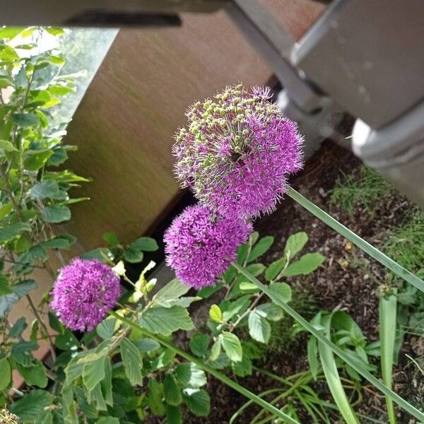 Allium giganteum 花