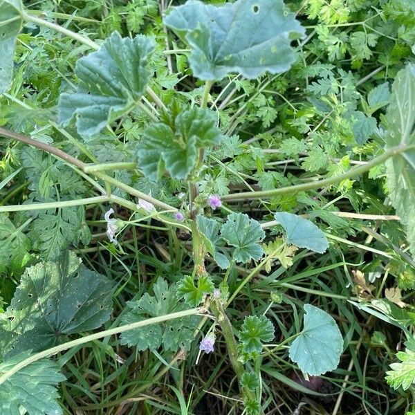 Malva neglecta Blad