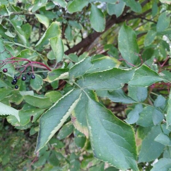 Sambucus canadensis Levél