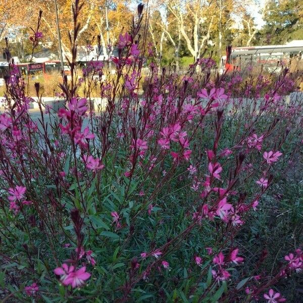 Oenothera lindheimeri Συνήθη χαρακτηριστικά