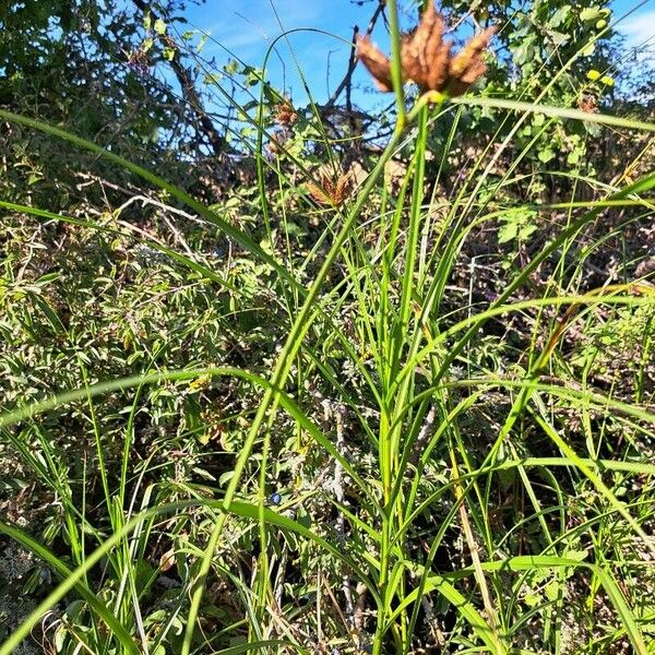 Bolboschoenus maritimus Habit