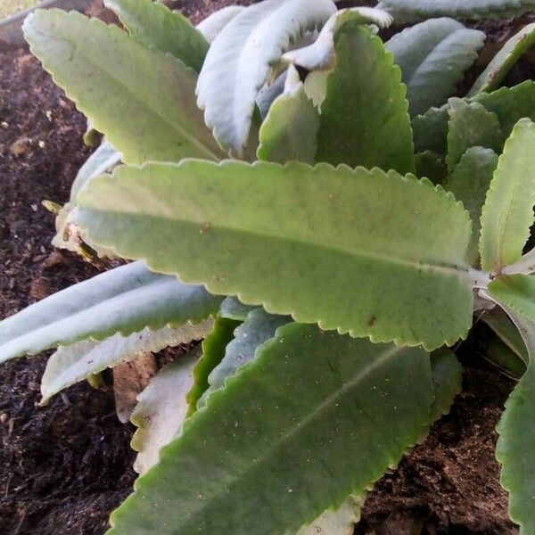 Kalanchoe gastonis-bonnieri 葉