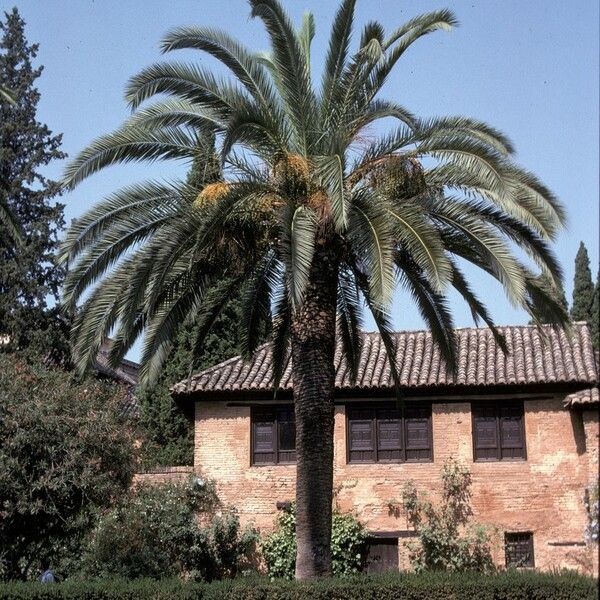 Phoenix canariensis Характер