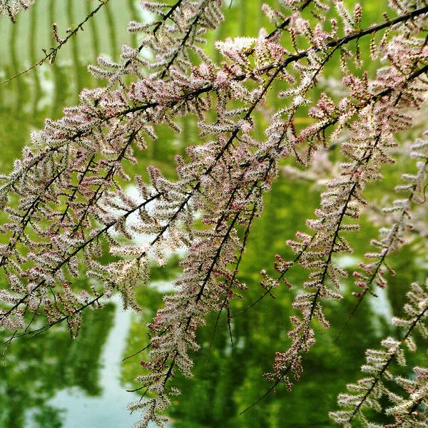 Tamarix parviflora Flower