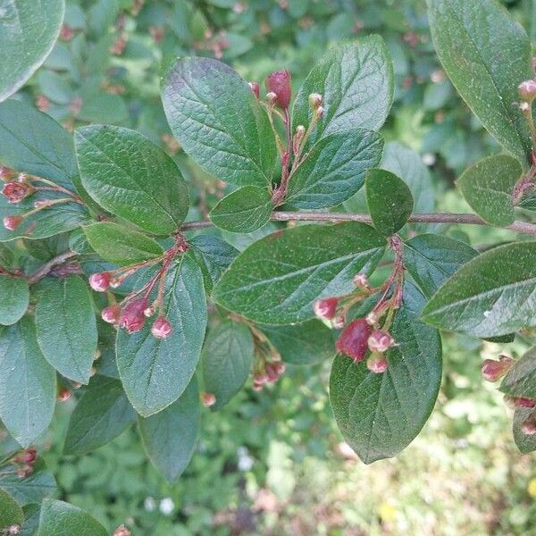 Cotoneaster acutifolius পাতা