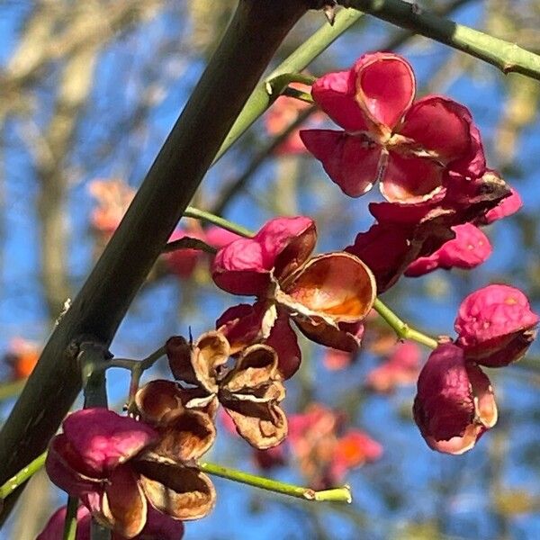 Euonymus europaeus Gyümölcs