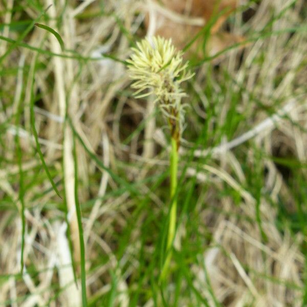 Carex caryophyllea Deilen