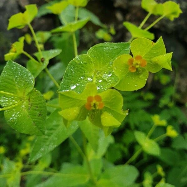Euphorbia dulcis 花