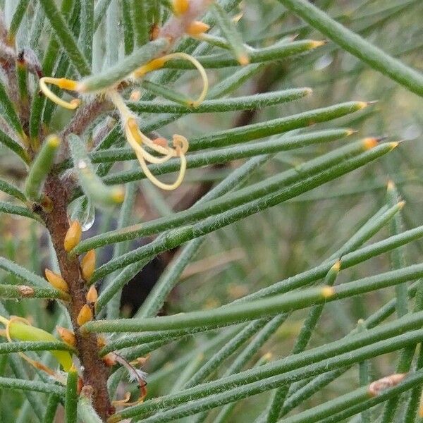 Hakea gibbosa (Rock needlebush)