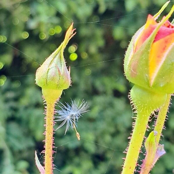 Rosa spp. फूल