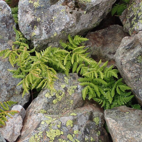 Gymnocarpium dryopteris عادت