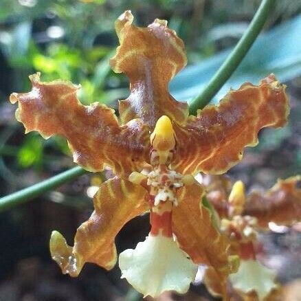 Oncidium lineoligerum Цветок