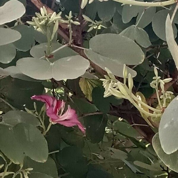 Bauhinia variegata Flors