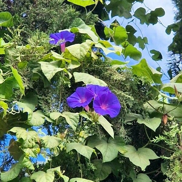 Ipomoea indica ᱵᱟᱦᱟ