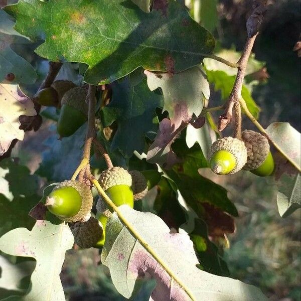 Quercus pubescens Fruchs