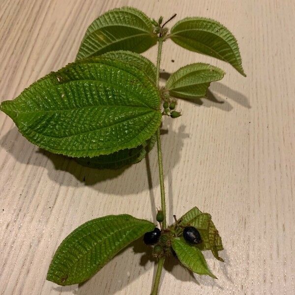 Miconia crenata Leaf