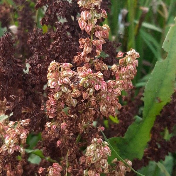 Rumex hydrolapathum Meyve