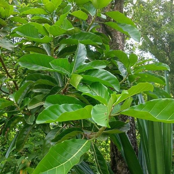 Ficus lutea Habit