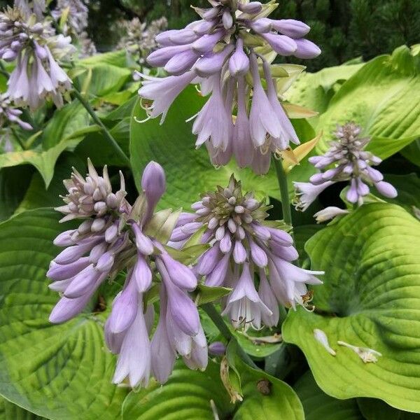 Hosta plantaginea Žiedas