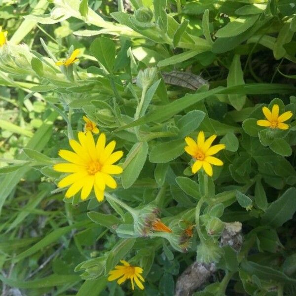 Calendula arvensis Квітка