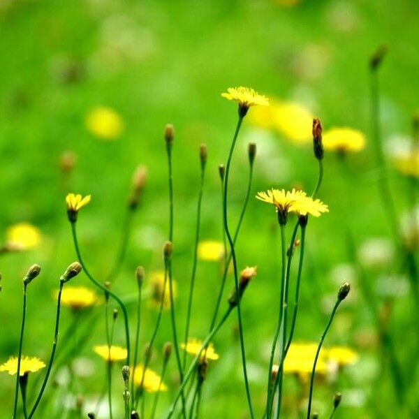 Scorzoneroides autumnalis Flor