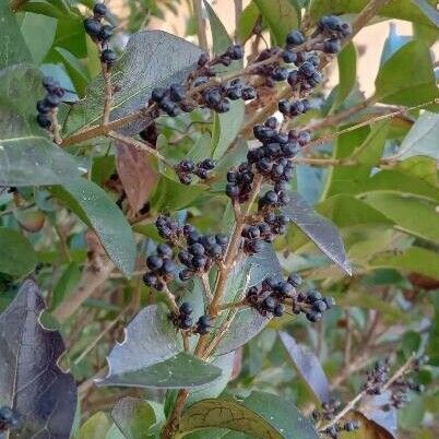 Ligustrum ovalifolium ফল