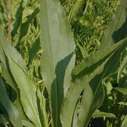 Solidago missouriensis Агульны выгляд