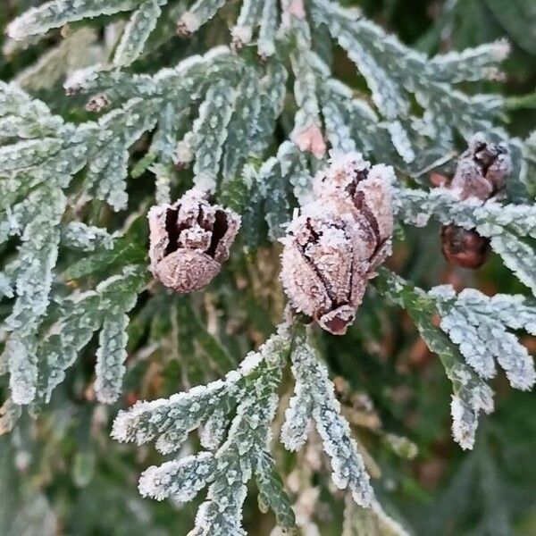 Thuja occidentalis ഇല