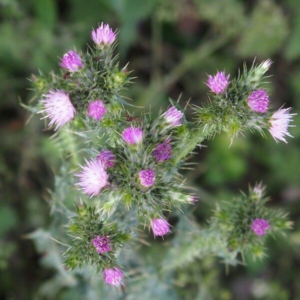 Carduus tenuiflorus Цвят