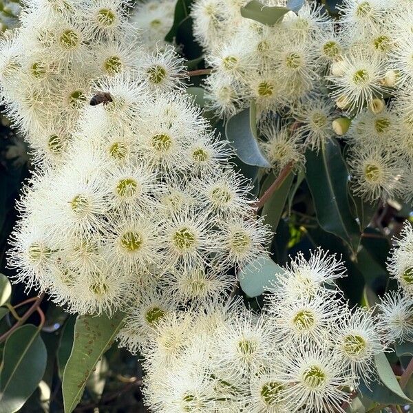 Corymbia gummifera 花