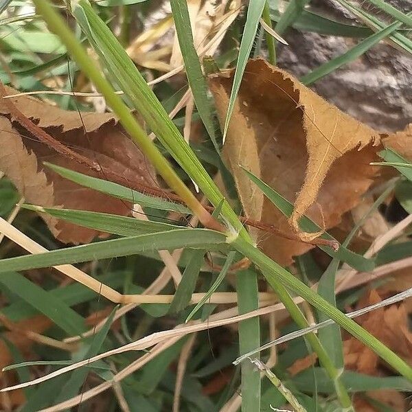 Cynodon dactylon Leaf