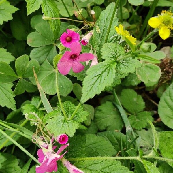 Oxalis articulata Кветка