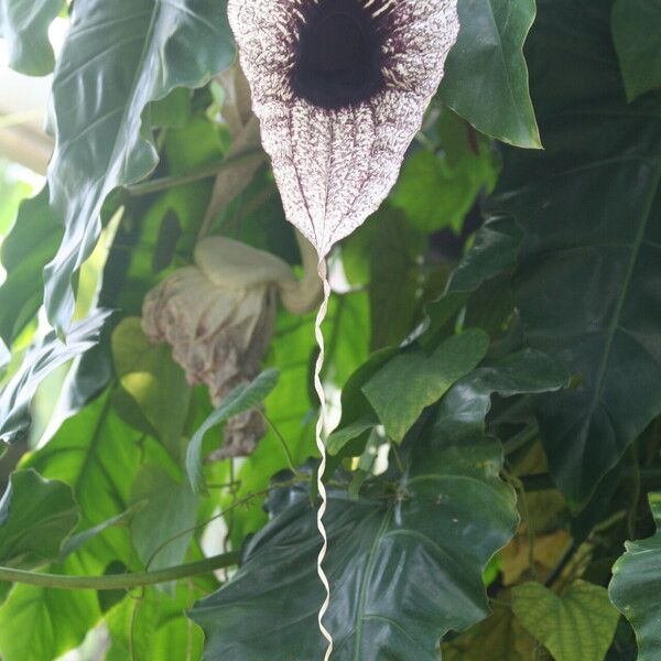 Aristolochia grandiflora ᱵᱟᱦᱟ