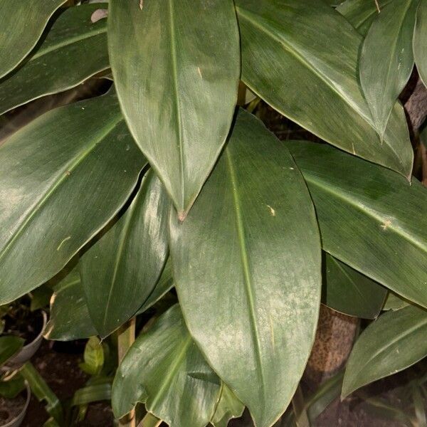 Costus woodsonii Leaf