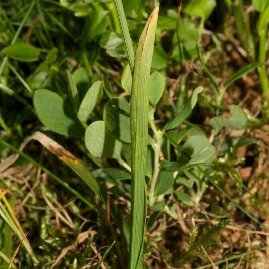 Carex vaginata Costuma