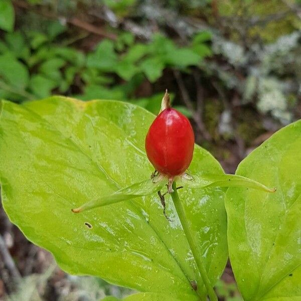 Trillium undulatum ഫലം